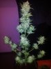 Tyrone Special Harvest Day 65 (4).jpg