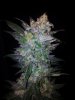 Tyrone Special Harvest Day 65 (5).jpg