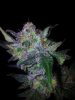 Tyrone Special Harvest Day 65 (6).jpg