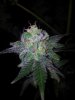 Tyrone Special Harvest Day 65 (7).jpg