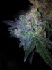 Tyrone Special Harvest Day 65 (9).jpg