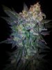 Tyrone Special Harvest Day 65 (10).jpg