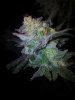 Tyrone Special Harvest Day 65 (13).jpg