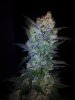 Tyrone Special Harvest Day 65 (14).jpg