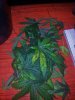 Tyrone Special Harvest Day 65 (16).jpg