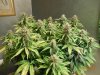 WTR - Day 54 001.jpg