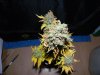 081114 sbc1.jpg