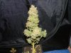 081114 sbc4.jpg