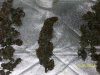 harvest1e.jpg