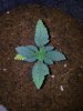 Sour Crack x Chemd. 2 Day 14.jpg