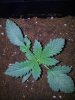 Sour Crack x Chemd 1 Day 14 .jpg