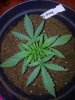 Sour Crack x Chemd 3 Day 16 .jpg