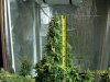 harvest2a.jpg
