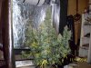 harvest2c.jpg