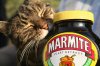 marmite_cat.jpg