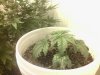 IMG_20141117_121130_054.jpg