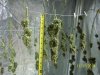 harvest2g.jpg