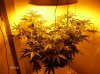 Mobile Pics 002.jpg