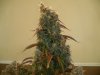 grow1 day66 (2).jpg