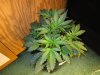 BLUEBERRY CRUMBLE_11-19-14 1.jpg
