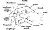 hand.jpg
