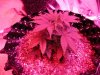 8-IMG_0386.jpg
