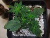 Sour Crack x Chemoggin aka Frankenweed (1).jpg