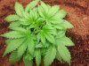 Dinafem Blue Amnesia xxl #1.jpg