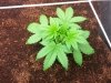 Dinafem Blue Amnesia xxl #2.jpg