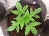G13 A.K 11-30-14.jpg
