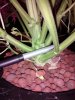 weedstalk.jpg weedstalk.jpg