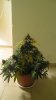 pot3.jpg