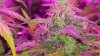 Day 81 - Closeup 2.jpg