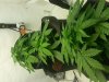 Tri-plant shot day35.jpg