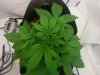 Black cream plant D35.jpg