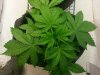 G13 A.K D35.jpg