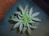 CRITICAL JACK 1_12-11-14 1.jpg