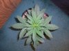 CRITICAL JACK 2_12-11-14 1.jpg