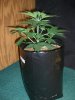 CRITICAL JACK 2_12-11-14 2.jpg