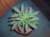 CRITICAL JACK 4_12-11-14 1.jpg