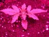 DSC01726.jpg