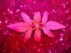 DSC01727.jpg