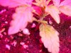 DSC01730.jpg