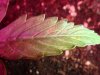 DSC01737.jpg