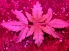 DSC01740.jpg