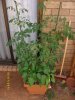 Tomatoes_2_Jan_2012.JPG