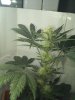 IMG_20120102_185852.jpg IMG_20120102_185852.jpg