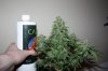 Sour60-FR7.jpg Sour60-FR7.jpg
