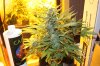 Sour60-Fe9.jpg Sour60-Fe9.jpg