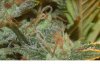 Sour60-Fr-macro.jpg Sour60-Fr-macro.jpg